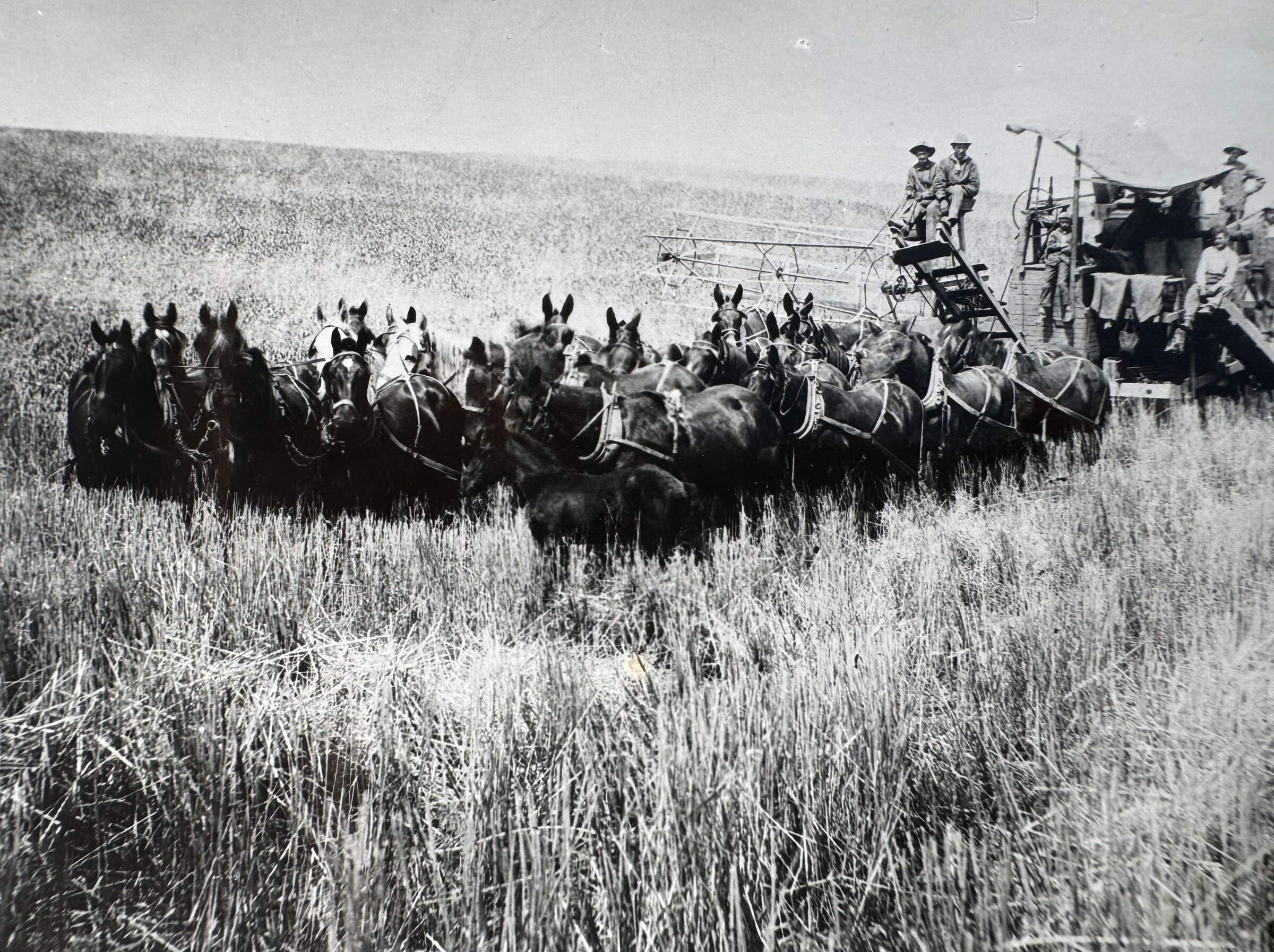 A long hitch of draft horses pulling a combine through a wheat field